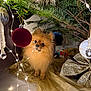 pomeranian, dog, christmas_tree, ornament, fairy_lights, gold_bow, holiday, decorations, indoor, pet, fur, cute, curious, festive, tree_branch, floor, toy, glitter, celebration, seasonal
