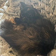 Mocha joined the competition — help win amazing prizes! cat, sleeping, fluffy, fur, blanket, cozy, resting, animal, pet, indoor, soft, texture, relaxing, cute, mammal, feline, comfort, warm, closeup, peaceful