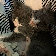 Cocoa joined the competition — help win amazing prizes! kitten, cat, sleeping, snuggling, gray_and_white, paw, cute, furry, pet, animal, cozy, blanket, patterned, closeup, adorable, resting, fur, whiskers, domestic_animal, companion