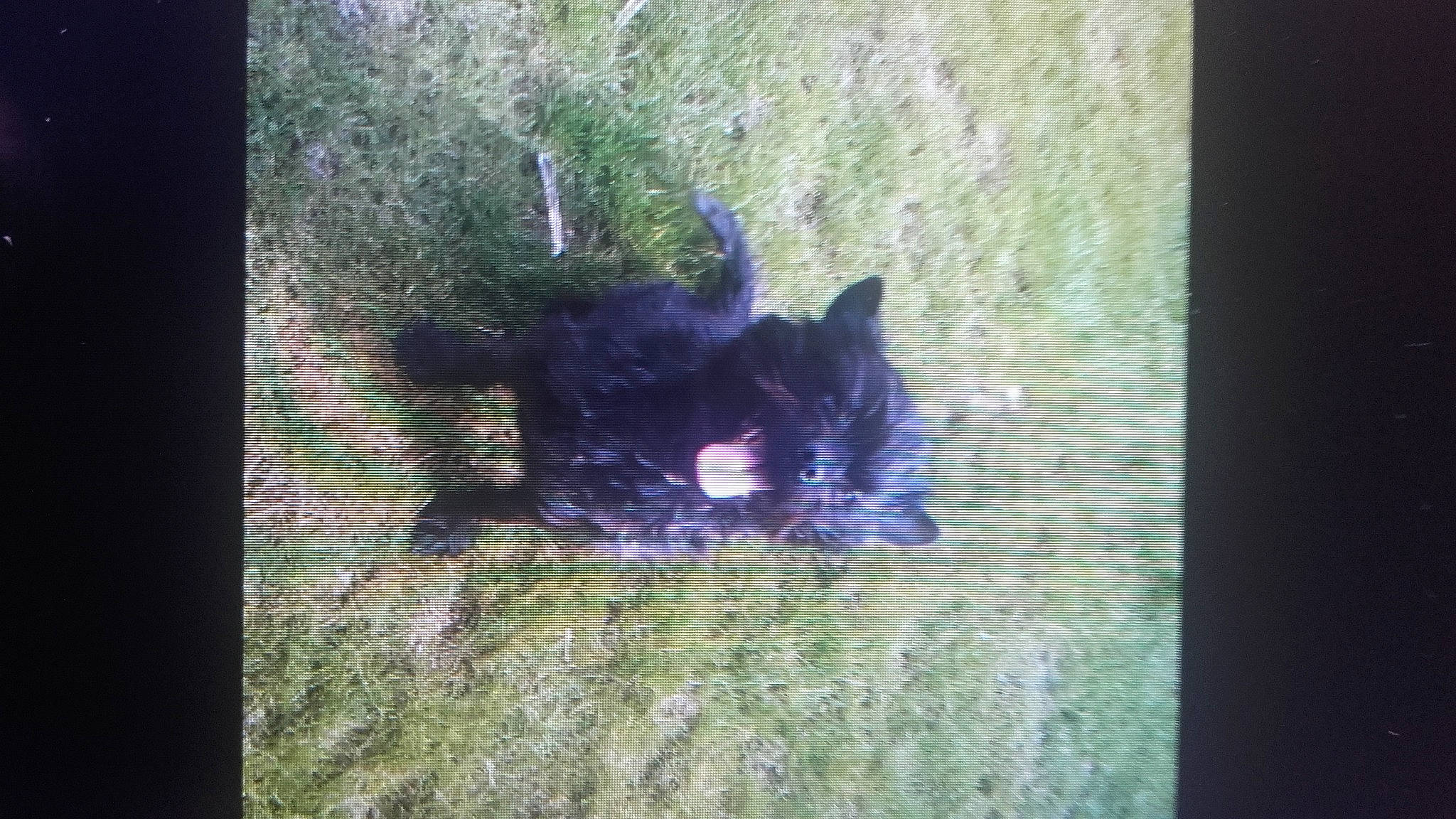 Charlotte participe au concours pour gagner de l'argent avec cette photo : canidae, carnivore, dog_breed, domestic_short_haired_cat, felidae, fur, grass, plant, rectangle, small_to_medium_sized_cats, snout, sporting_group, tail, terrestrial_animal, tints_and_shades, tree, trunk, whiskers, wildlife, window