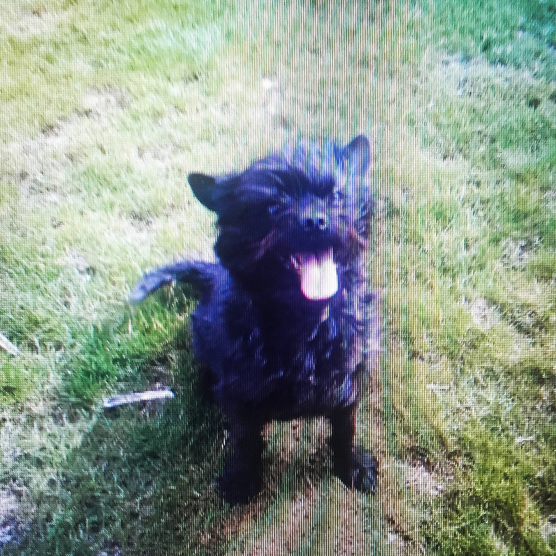 Charlotte a rejoint le concours — aidez-le/la à gagner de superbes lots ! canidae, carnivore, companion_dog, dog, dog_breed, electric_blue, fang, felidae, fur, grass, grassland, groundcover, non_sporting_group, plant, small_to_medium_sized_cats, soil, sporting_group, tail, terrestrial_animal, water_dog