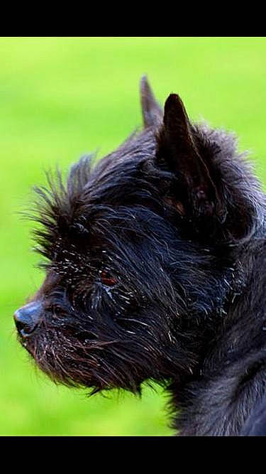 Charlotte a rejoint le concours — aidez-le/la à gagner de superbes lots ! canidae, carnivore, companion_dog, dog, dog_breed, liver, small_terrier, snout, sporting_group, terrestrial_animal, terrier, water_dog, working_animal