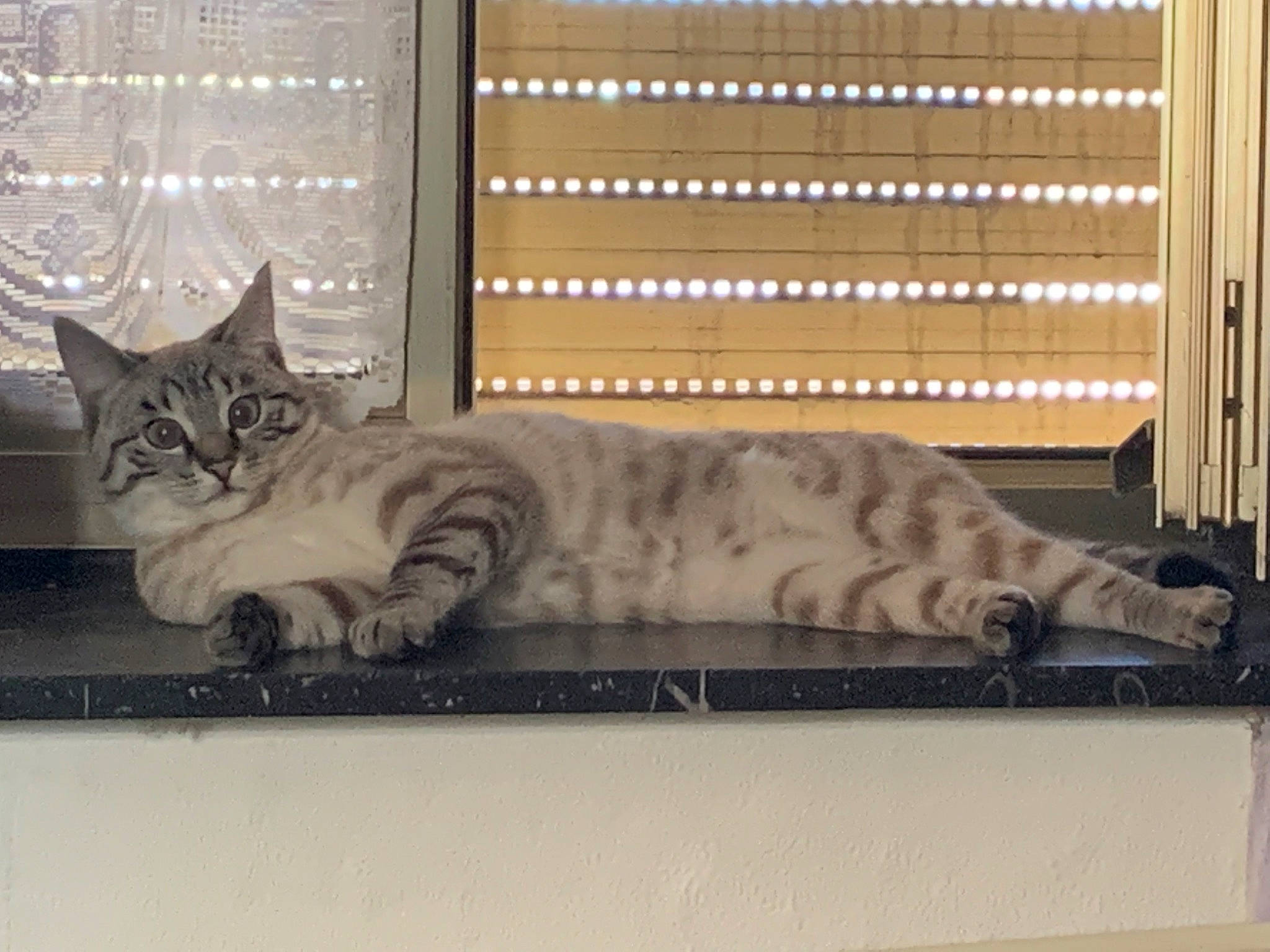 Praline participe au concours pour gagner de l'argent avec cette photo : animal_shelter, carnivore, cat, comfort, domestic_short_haired_cat, felidae, fur, paw, room, small_to_medium_sized_cats, tail, whiskers, window_covering