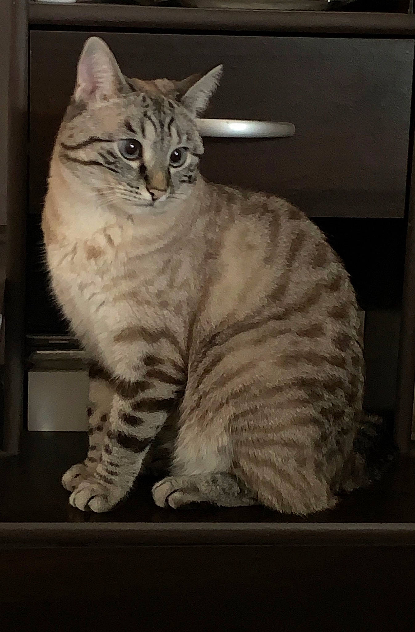 Praline a rejoint le concours — aidez-le/la à gagner de superbes lots ! art, carnivore, cat, domestic_short_haired_cat, eye, felidae, fur, paw, photo_caption, rectangle, sitting, small_to_medium_sized_cats, snout, tail, terrestrial_animal, whiskers, whiteboard, wildlife, window