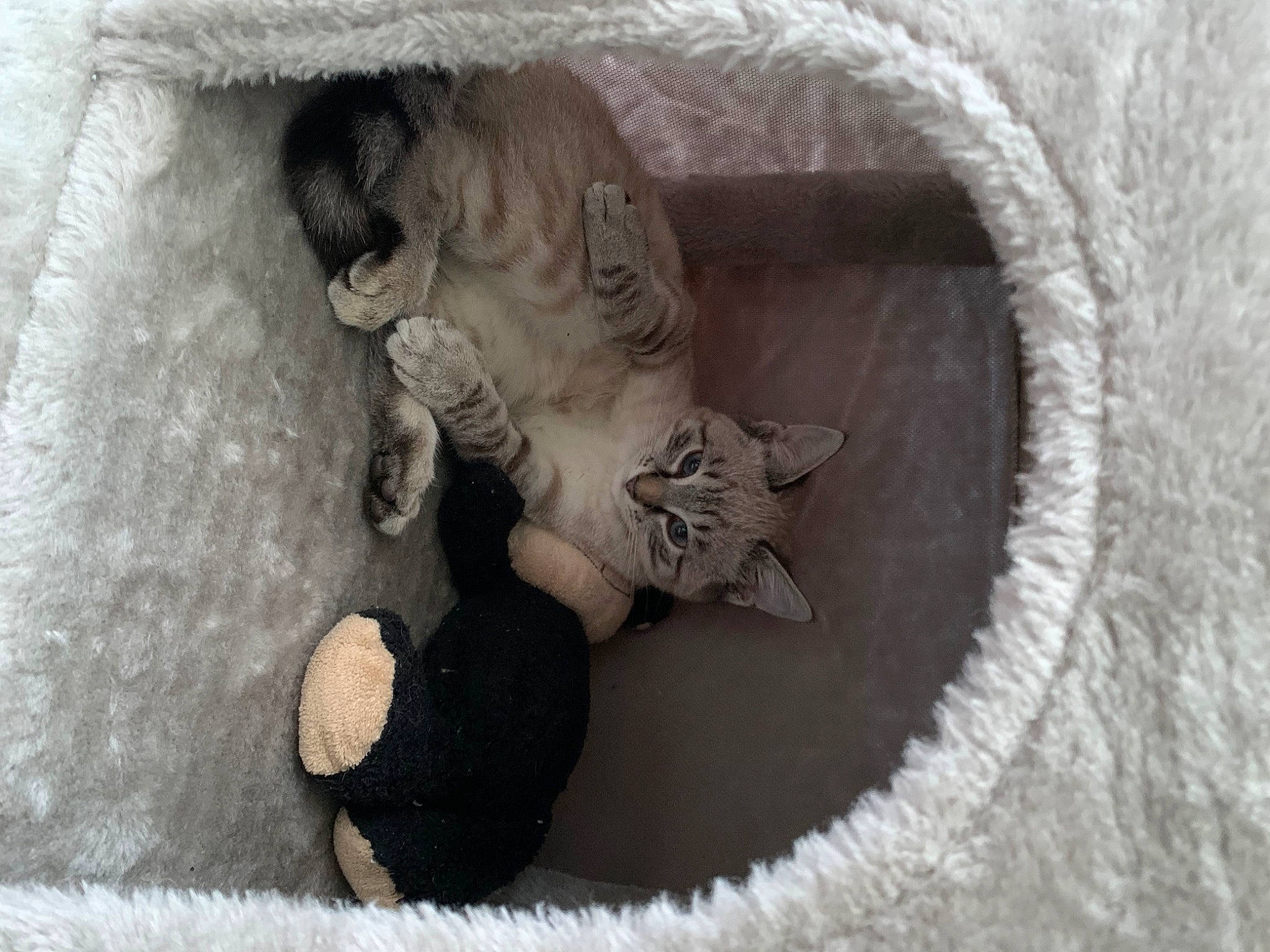 Praline a rejoint le concours — aidez-le/la à gagner de superbes lots ! art, artifact, ball, carving, circle, concrete, felidae, glove, grey, plaster, relief, reptile, rock, sculpture, soil, still_life_photography, stone_carving, visual_arts, window, wood