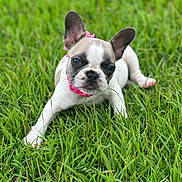 Linda is registered to the contest to win money with this photo: dog, puppy, french_bulldog, grass, outdoor, pet, animal, cute, collar, ears, lying_down, greenery, nature, young, mammal, adorable, playful, summer, portrait, closeup