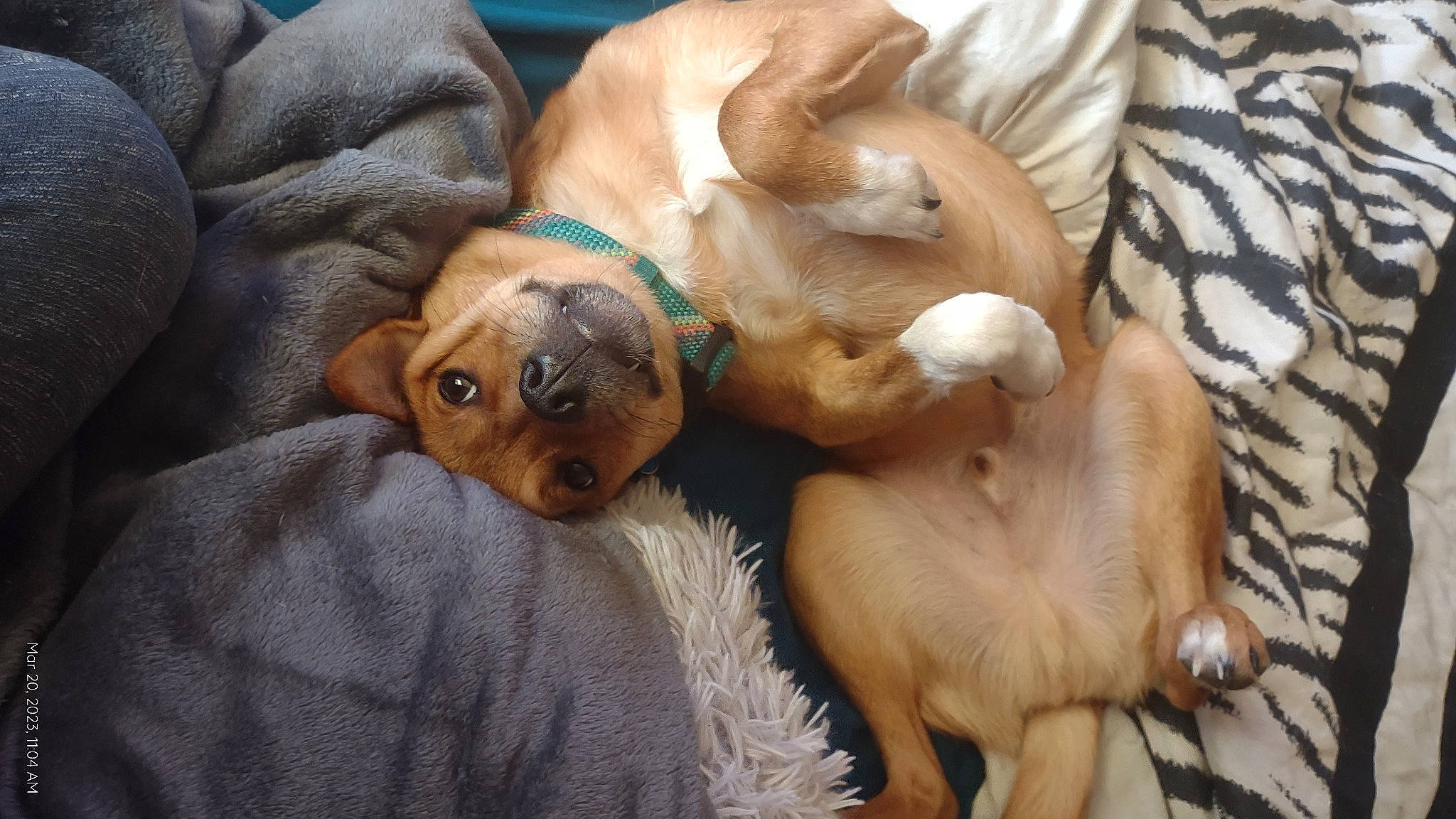 Chester joined the competition — help win amazing prizes! canidae, carnivore, comfort, companion_dog, dog, dog_breed, fawn, gun_dog, hardwood, liver, paw, puppy, puppy_love, snout, sporting_group, terrestrial_animal, toy_dog, whiskers, wood, working_animal