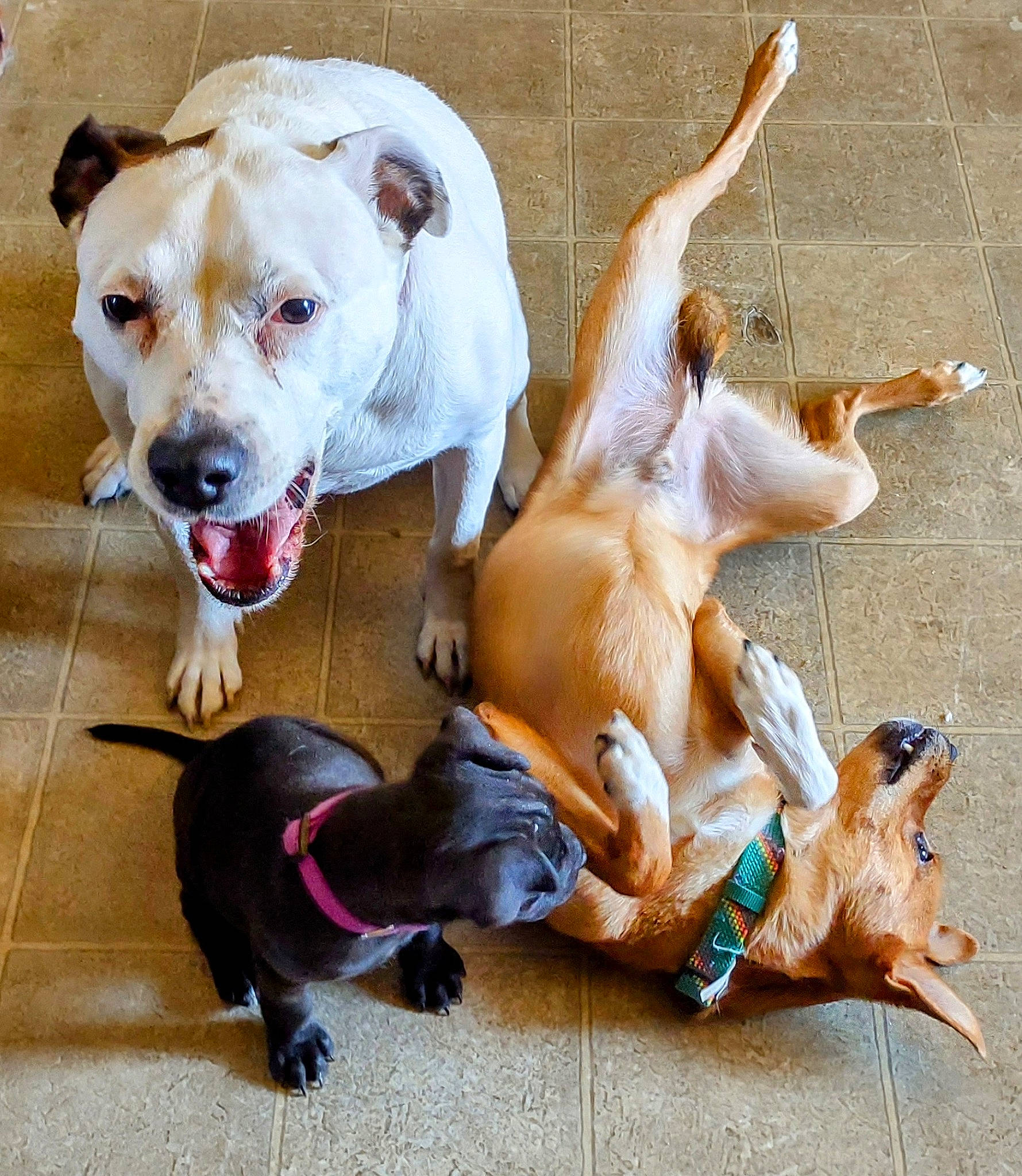 Chester joined the competition — help win amazing prizes! canidae, carnivore, collar, companion_dog, dog, dog_breed, dog_collar, dog_supply, fawn, hunting_dog, leash, non_sporting_group, paw, pet_supply, snout, sporting_group, street_dog, tail, working_animal, working_dog