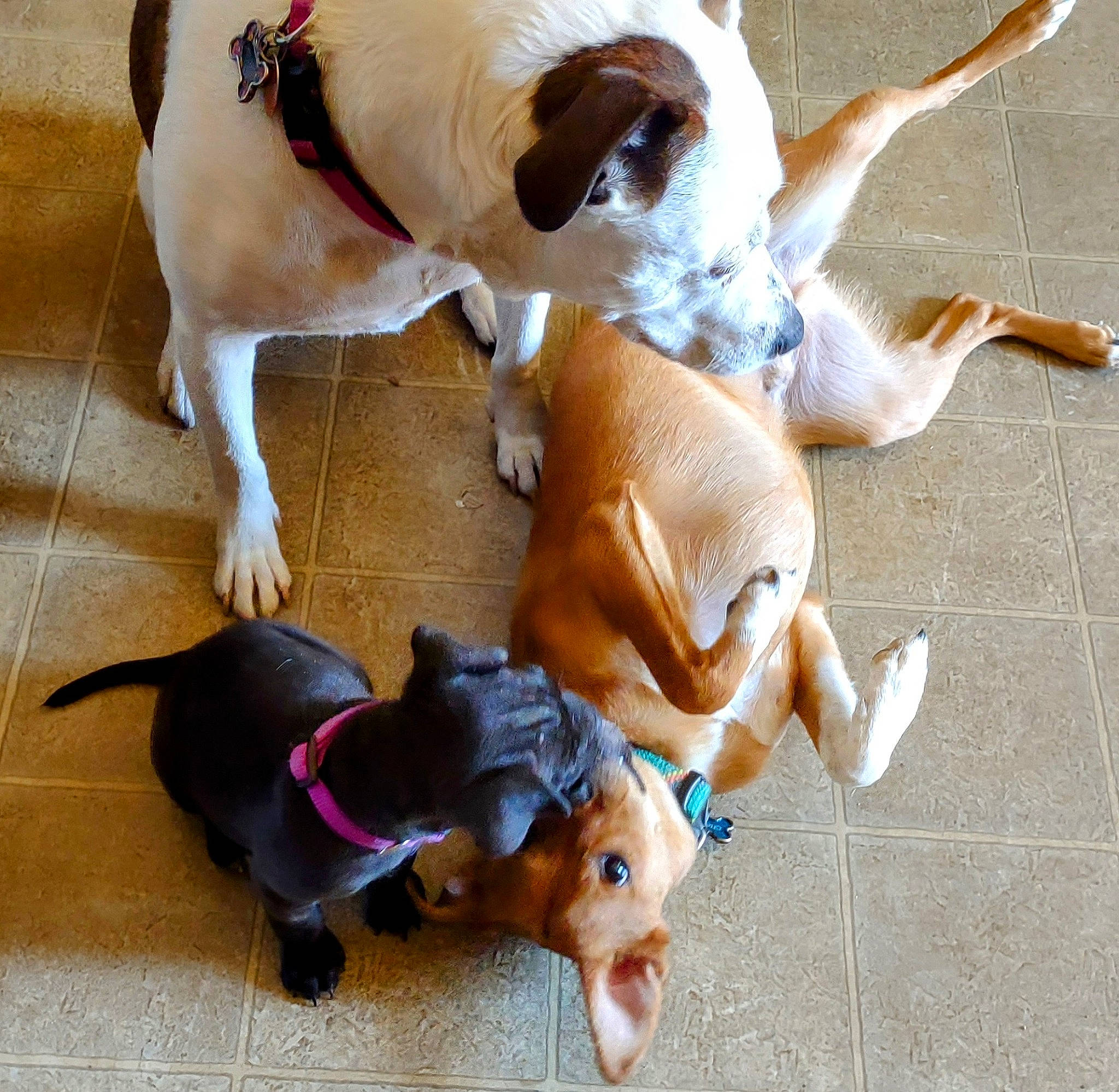 Chester is registered to the contest to win money with this photo: canidae, carnivore, collar, comfort, companion_dog, dog, dog_breed, dog_clothes, dog_collar, dog_supply, fawn, flooring, hound, paw, pet_supply, snout, sporting_group, tail, toy_dog, working_animal