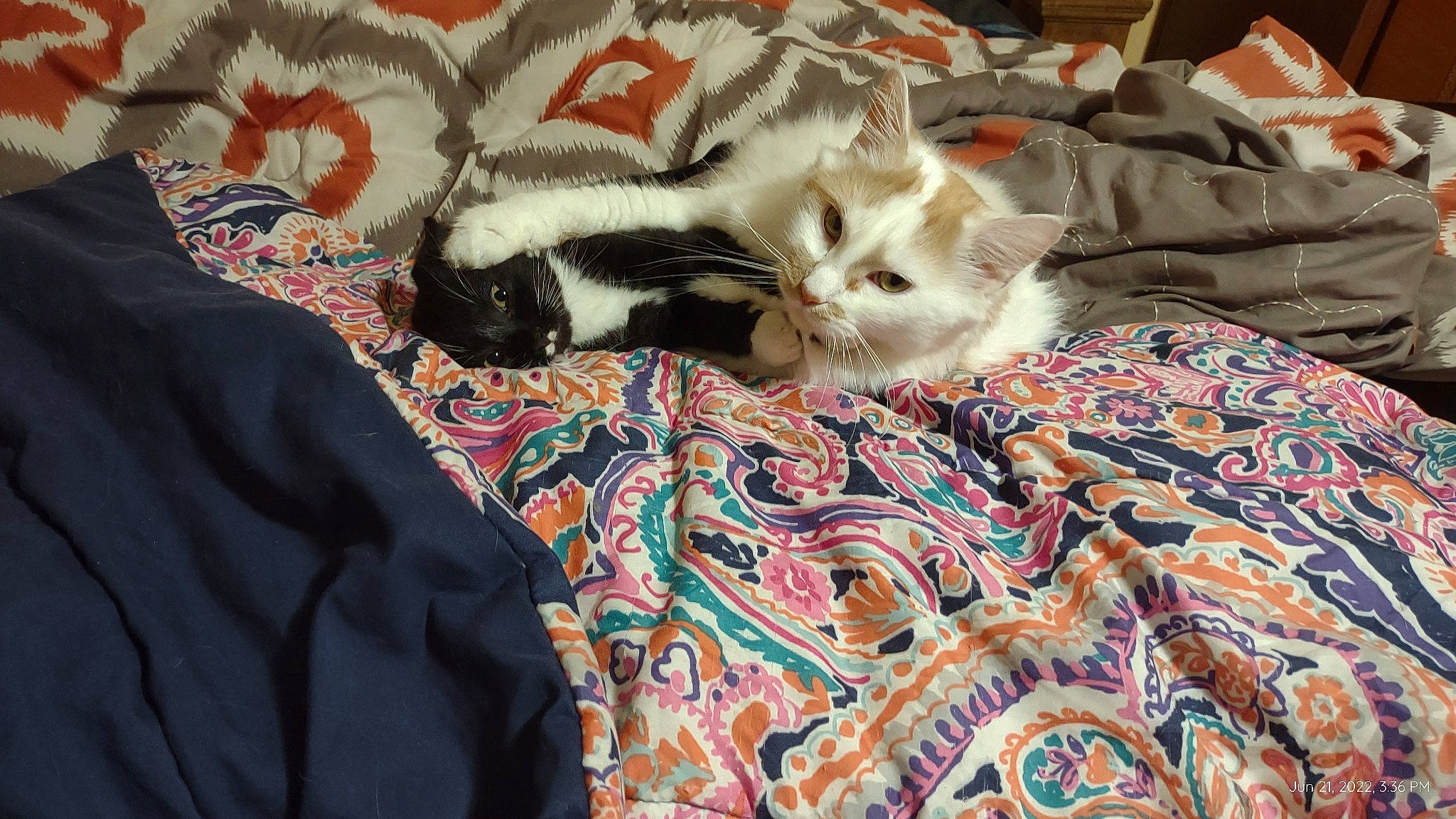 Raelin joined the competition — help win amazing prizes! bed, bed_sheet, bedding, blanket, carnivore, cat, comfort, domestic_short_haired_cat, fawn, felidae, fur, linens, nap, pattern, room, small_to_medium_sized_cats, tail, whiskers, wood, woven_fabric