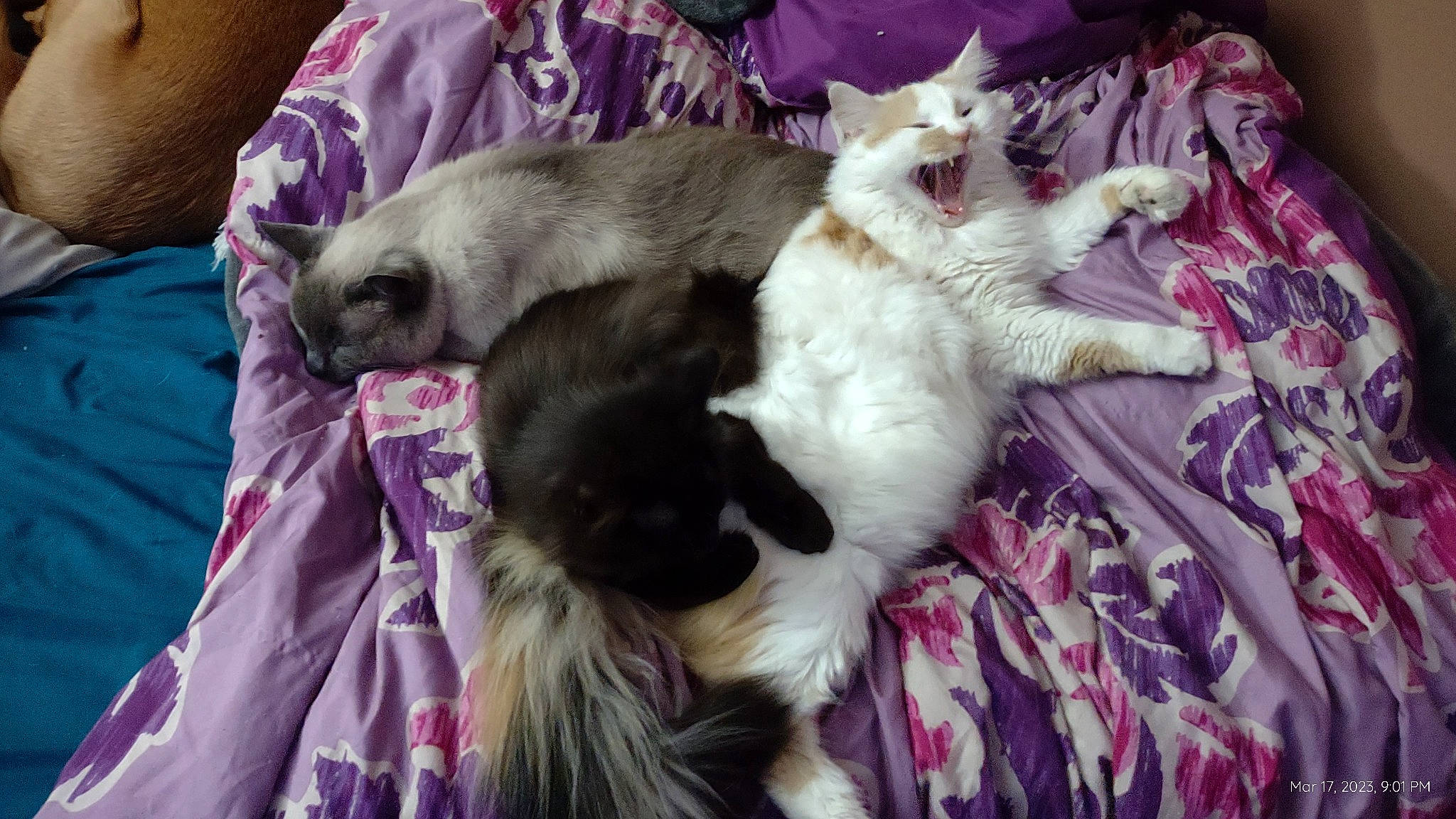 Raelin is registered to the contest to win money with this photo: canidae, carnivore, cat, comfort, companion_dog, dog_breed, domestic_short_haired_cat, felidae, fur, linens, magenta, nap, paw, pink, purple, small_to_medium_sized_cats, sporting_group, tail, textile, whiskers