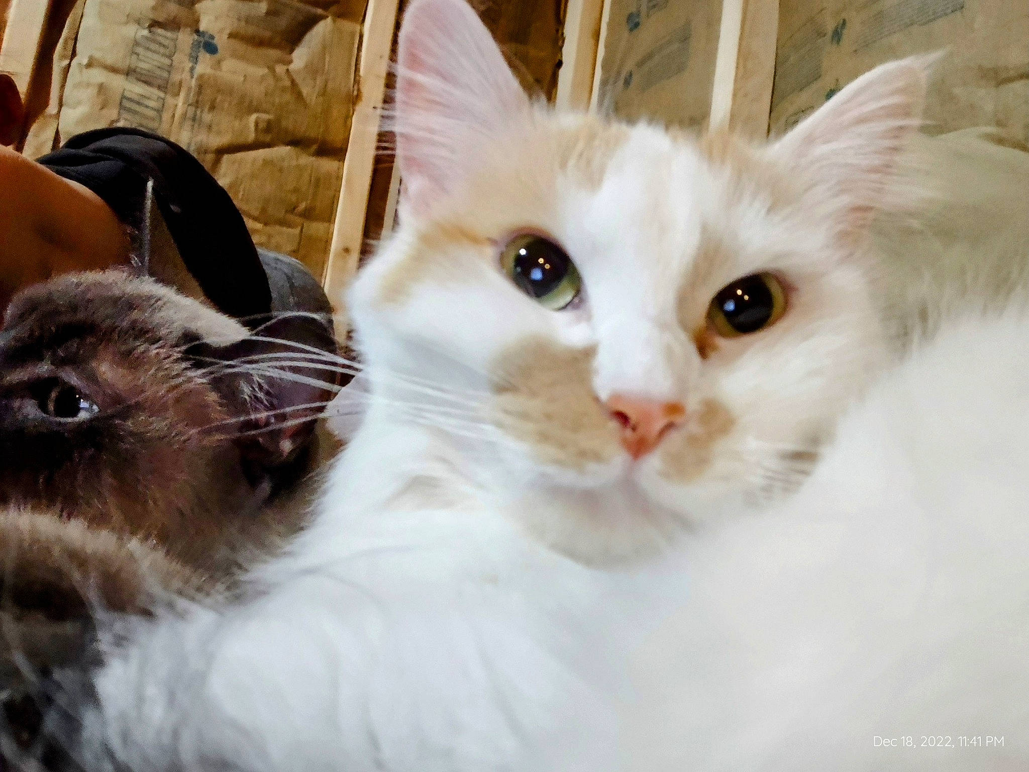 Raelin joined the competition — help win amazing prizes! backpack, carnivore, cat, domestic_short_haired_cat, fawn, felidae, fur, iris, mammal, paw, small_to_medium_sized_cats, snout, tail, vertebrate, whiskers, window