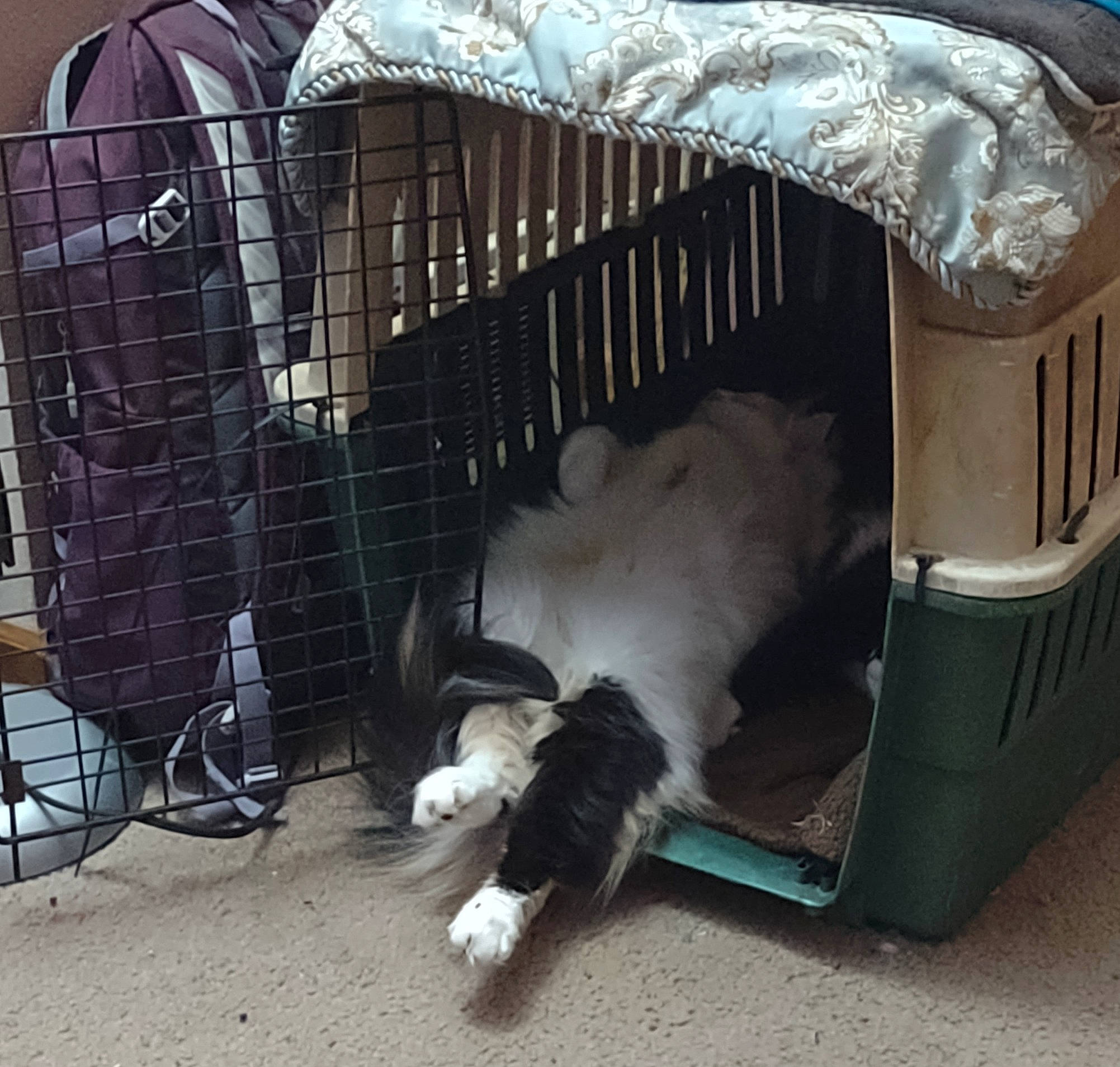 Raelin joined the competition — help win amazing prizes! animal_shelter, automotive_exterior, cage, canidae, carnivore, cat, comfort, companion_dog, dog, dog_breed, dog_crate, dog_supply, felidae, fur, kennel, mammal, pet_supply, service, small_to_medium_sized_cats, sporting_group