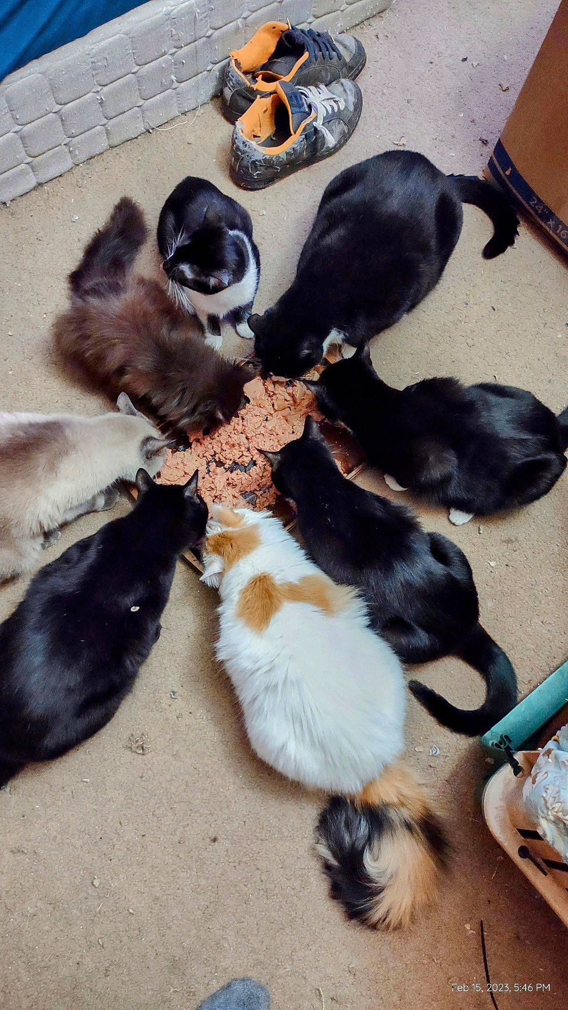 Sushi is registered to the contest to win money with this photo: canidae, carnivore, cat, comfort, companion_dog, dog_breed, fawn, felidae, flooring, fur, hardwood, mammal, paw, small_to_medium_sized_cats, sporting_group, tail, terrestrial_animal, vertebrate, wood, working_animal