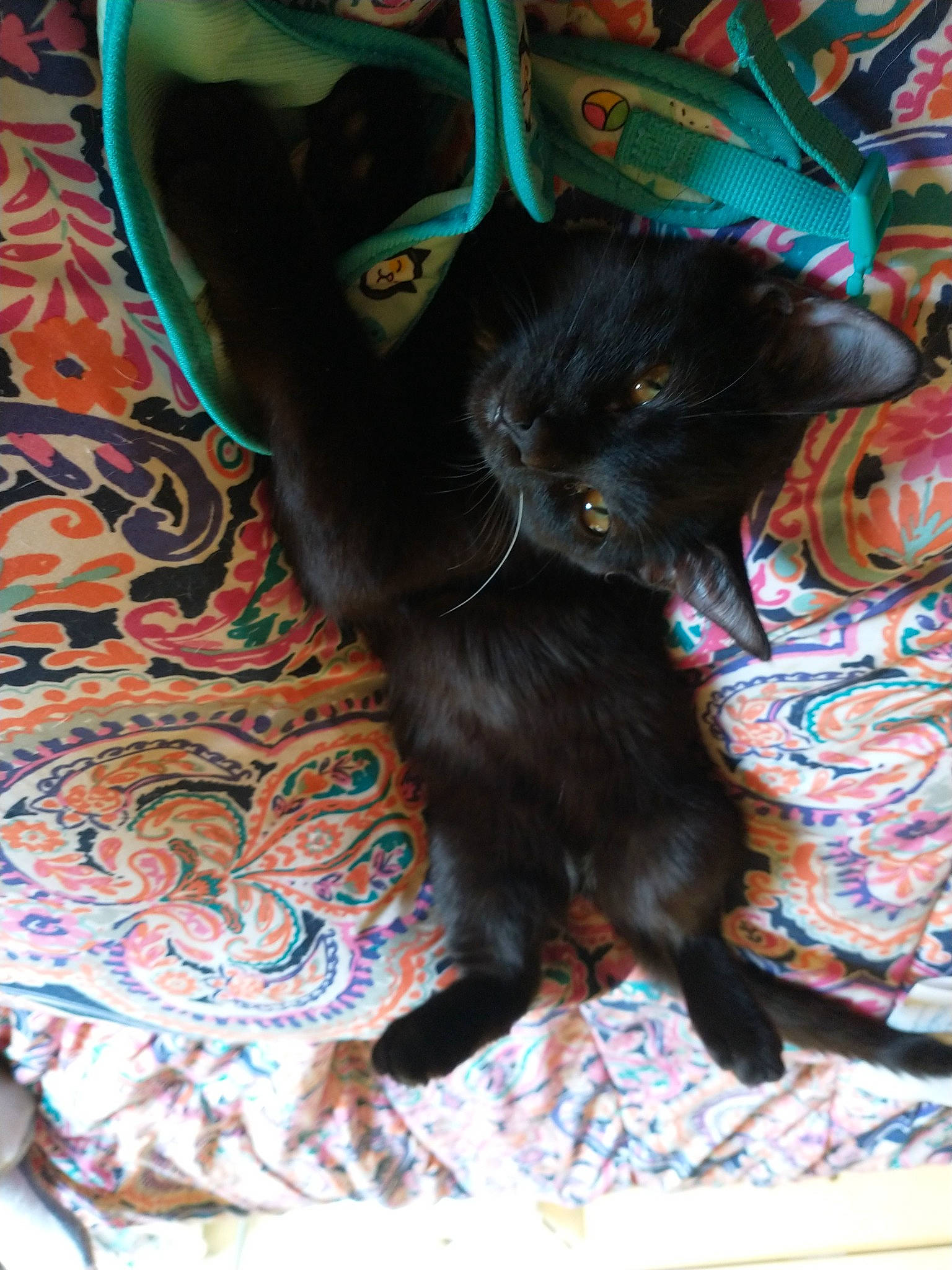 Sushi joined the competition — help win amazing prizes! black_cat, bombay, carnivore, cat, claw, comfort, domestic_short_haired_cat, electric_blue, felidae, fur, linens, pattern, paw, small_to_medium_sized_cats, tail, whiskers