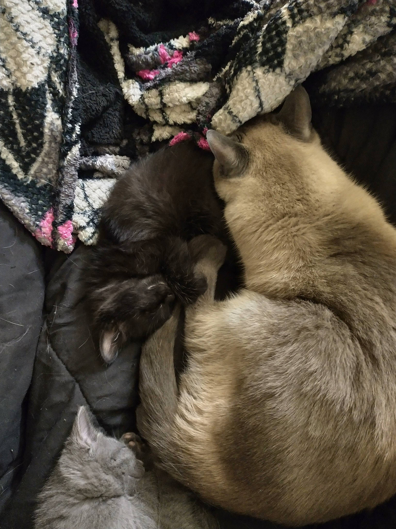 Sushi is registered to the contest to win money with this photo: canidae, carnivore, comfort, companion_dog, dog, dog_breed, fawn, felidae, fur, liver, nap, pattern, paw, pug, puppy, sleep, snout, sporting_group, tail, whiskers