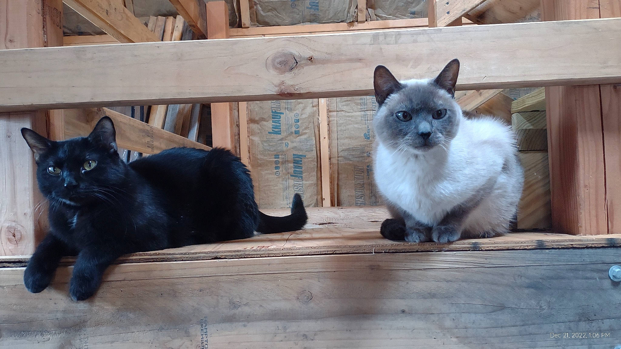 Sushi is registered to the contest to win money with this photo: bombay, carnivore, cat, domestic_short_haired_cat, fawn, felidae, fur, grey, mammal, plant, siamese, sitting, small_to_medium_sized_cats, snout, tail, thai, vertebrate, whiskers, window, wood