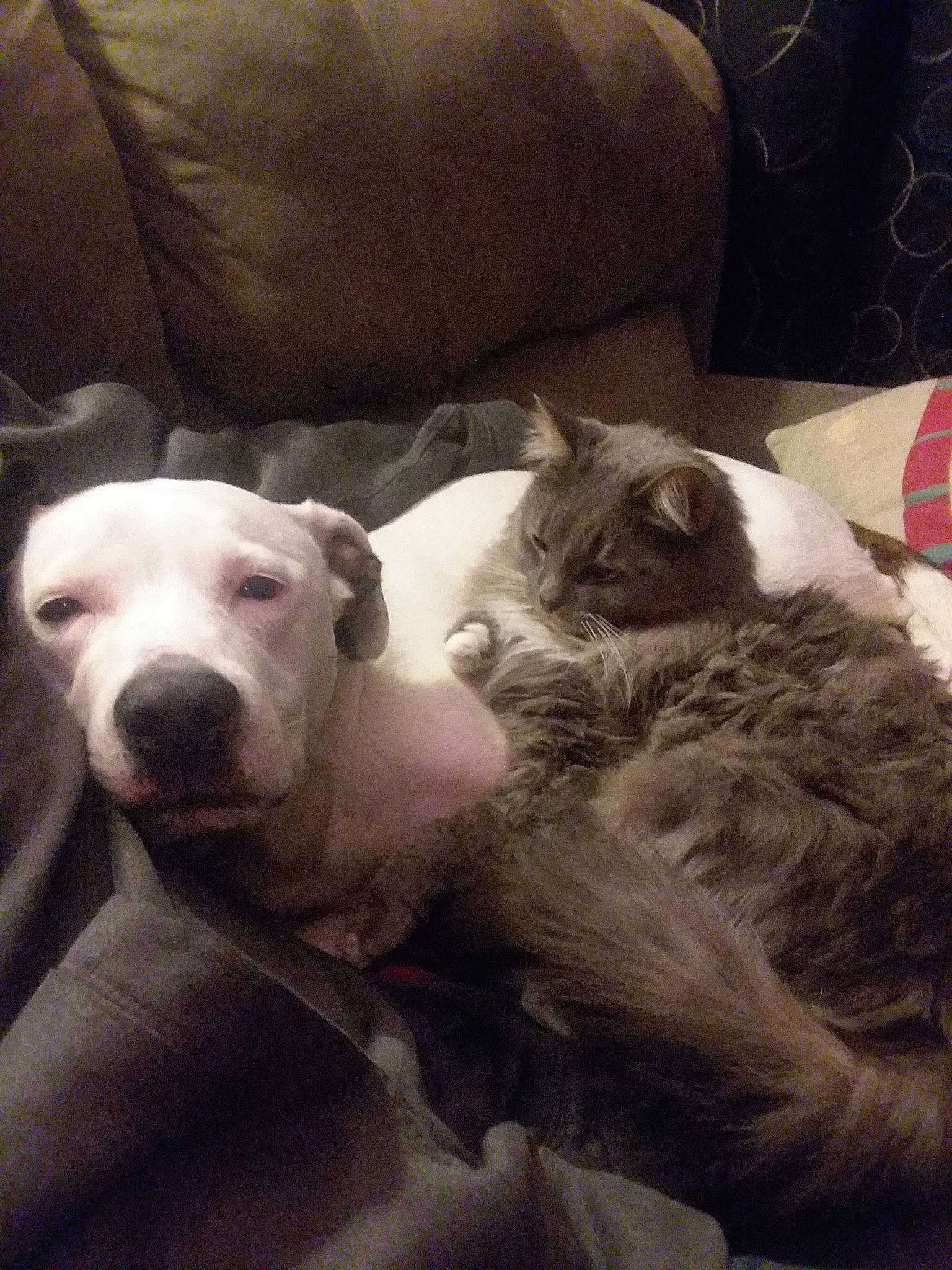 Princess joined the competition — help win amazing prizes! carnivore, cat, comfort, companion_dog, couch, dog, dog_breed, dogo_argentino, felidae, fur, linens, mammal, metal, nap, paw, small_to_medium_sized_cats, sporting_group, vertebrate, whiskers, working_animal