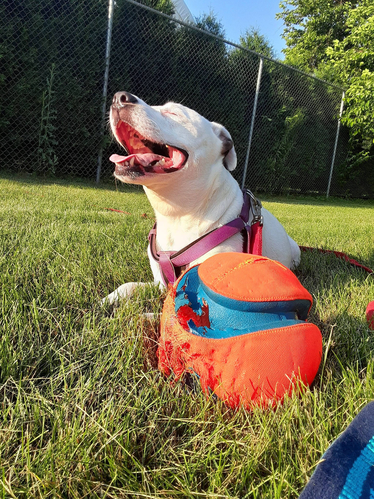 Princess is registered to the contest to win money with this photo: canidae, carnivore, collar, companion_dog, dog, dog_breed, dog_clothes, dog_collar, dog_supply, fawn, fence, grass, leash, pet_supply, plant, snout, sporting_group, tail, tree, working_animal