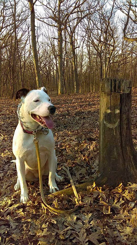 Princess is registered to the contest to win money with this photo: carnivore, collar, companion_dog, dog, dog_breed, dog_collar, fawn, forest, grass, plant, sky, soil, sporting_group, tail, tree, trunk, twig, wood, woodland, working_animal