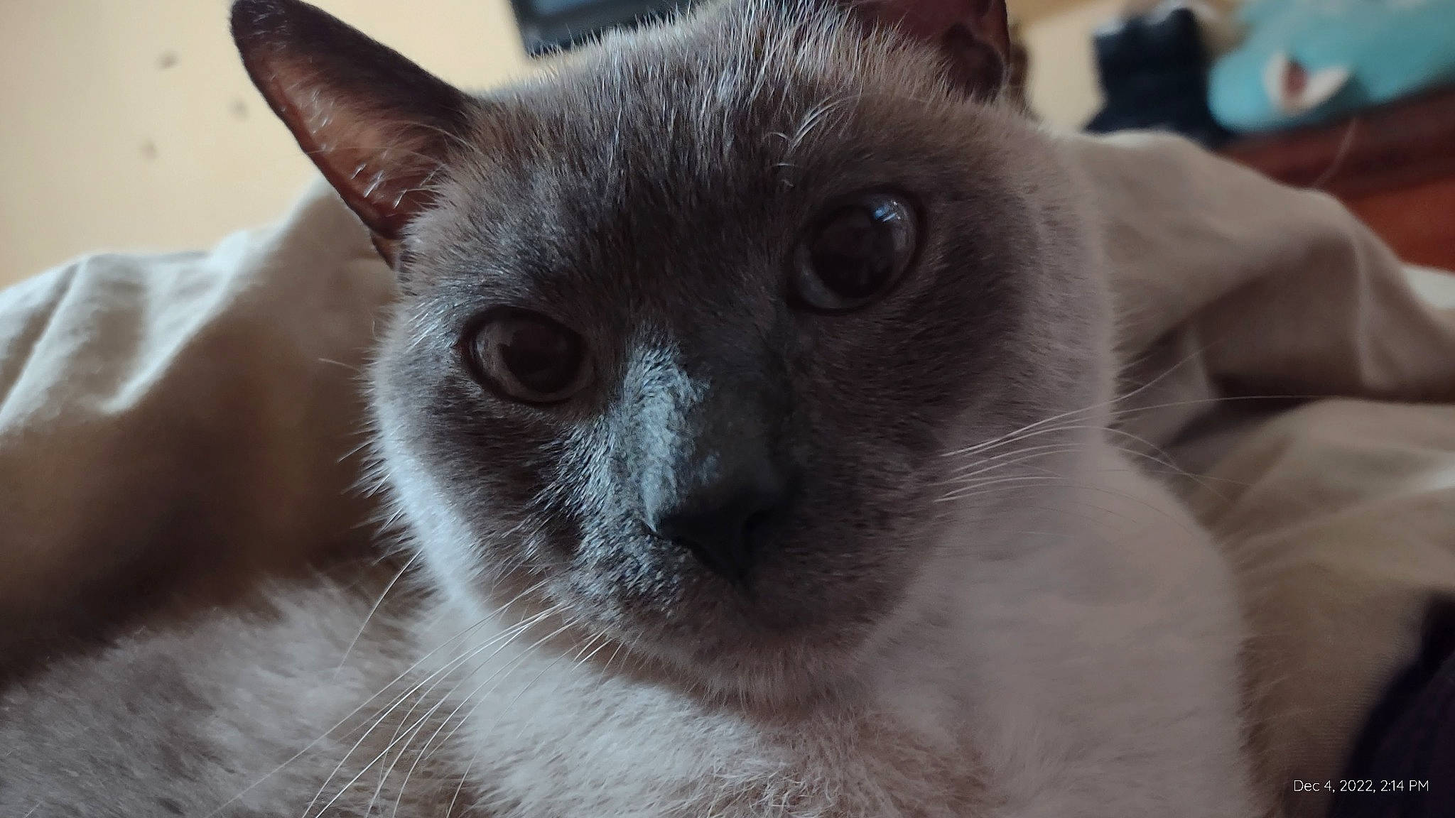 Bubby joined the competition — help win amazing prizes! carnivore, cat, close_up, domestic_short_haired_cat, fawn, felidae, fur, head, siamese, small_to_medium_sized_cats, terrestrial_animal, whiskers