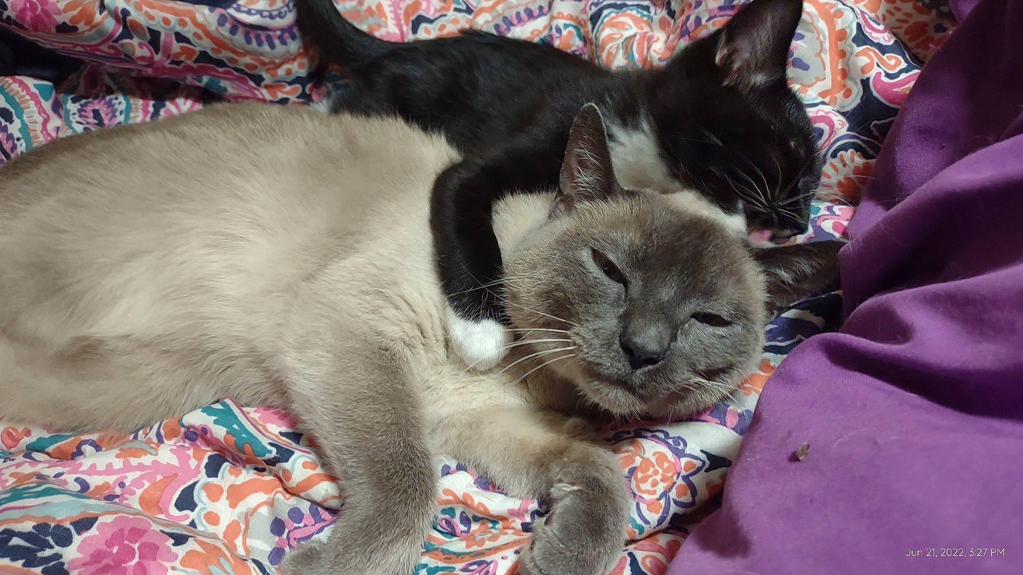 Bubby is registered to the contest to win money with this photo: carnivore, cat, cat_furniture, cat_supply, claw, comfort, domestic_short_haired_cat, fawn, felidae, fur, nap, paw, siamese, small_to_medium_sized_cats, tail, terrestrial_animal, thai, whiskers