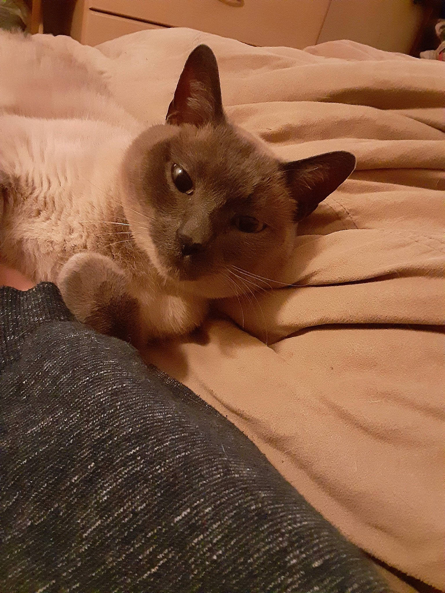 Bubby is registered to the contest to win money with this photo: carnivore, cat, cat_bed, comfort, domestic_short_haired_cat, eye, fawn, felidae, fur, grey, head, linens, nap, paw, siamese, small_to_medium_sized_cats, snout, tail, terrestrial_animal, whiskers