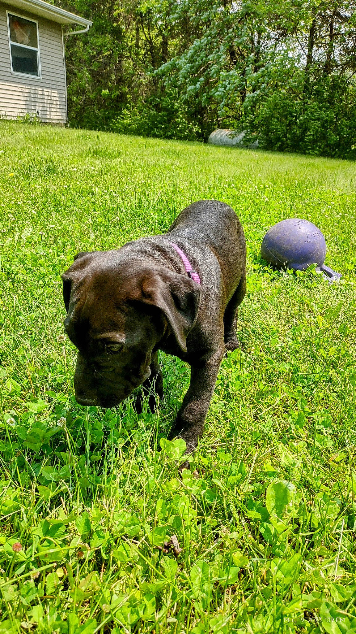 Athena joined the competition — help win amazing prizes! canidae, carnivore, collar, companion_dog, dog, dog_breed, dog_collar, fawn, grass, grassland, groundcover, gun_dog, liver, plant, snout, sporting_group, tail, terrestrial_animal, tree, working_animal