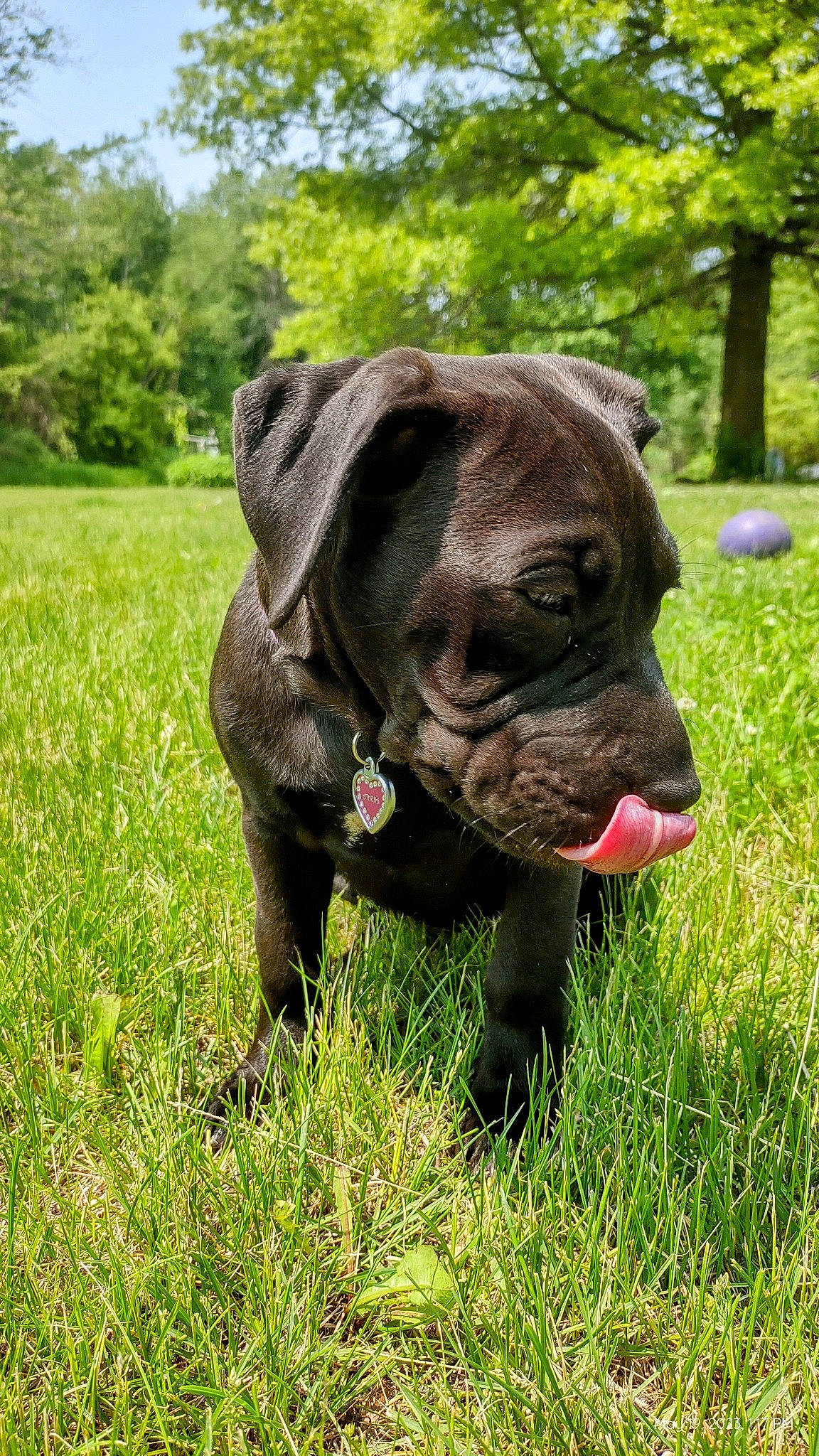 Athena joined the competition — help win amazing prizes! canidae, carnivore, collar, companion_dog, dog, dog_breed, dog_collar, fawn, grass, grassland, liver, molosser, plant, snout, sporting_group, terrestrial_animal, tree, whiskers, working_animal, wrinkle