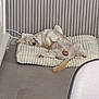 dog, pet, lying_down, cushion, indoor, floor, tail, paws, relaxation, cozy, striped_wall, tile_floor, fur, sleeping, resting, animal, domestic, home, furniture, corner