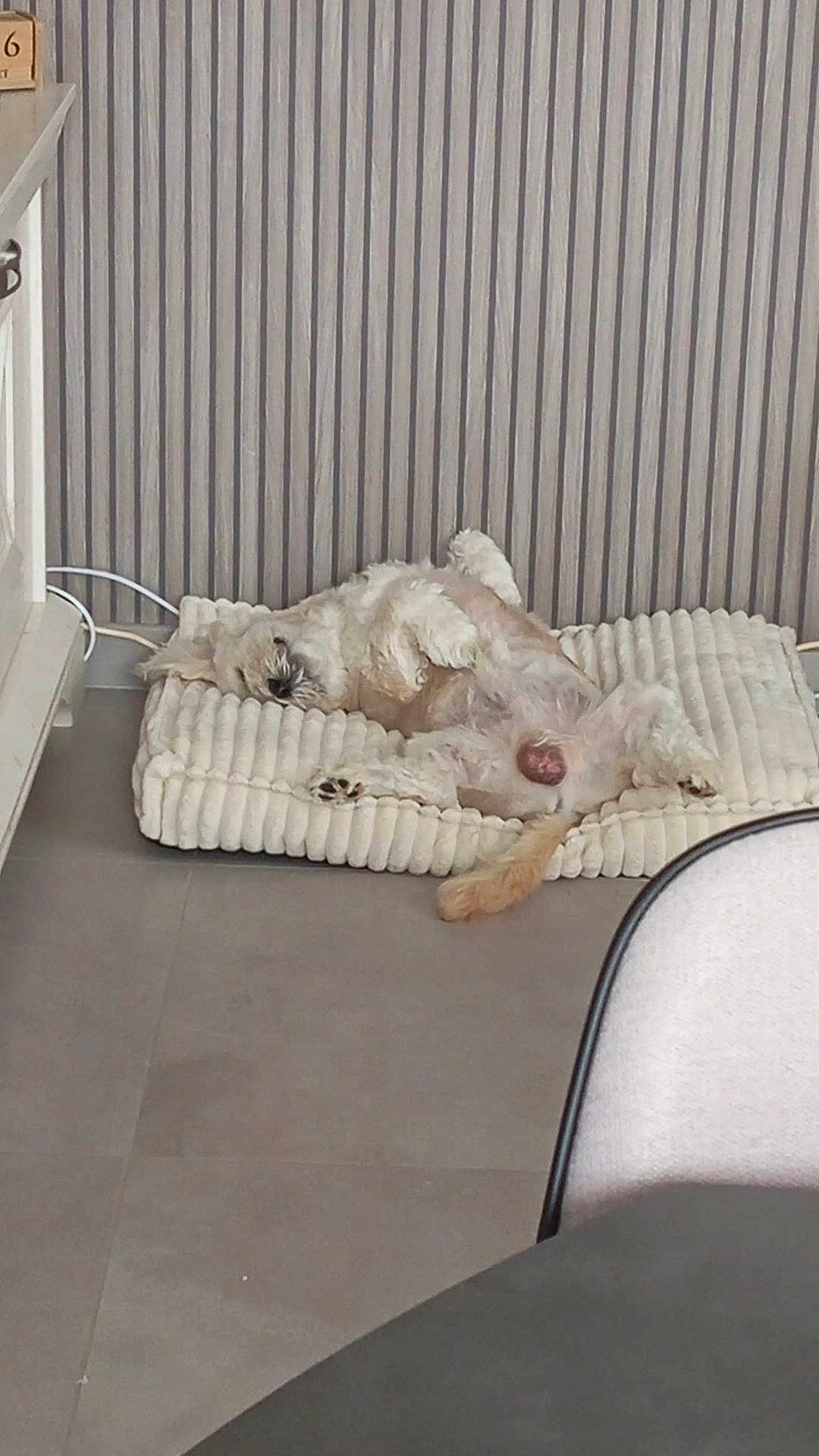 Chocolat a rejoint le concours — aidez-le/la à gagner de superbes lots ! dog, pet, lying_down, cushion, indoor, floor, tail, paws, relaxation, cozy, striped_wall, tile_floor, fur, sleeping, resting, animal, domestic, home, furniture, corner