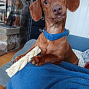Fred joined the competition — help win amazing prizes! dog, brown_dog, blue_collar, chew_bone, paw, head_tilt, indoor, couch, blanket, fireplace, stone_wall, wood_floor, pet, canine, cute, curious, snout, ears, fur, domestic_animal