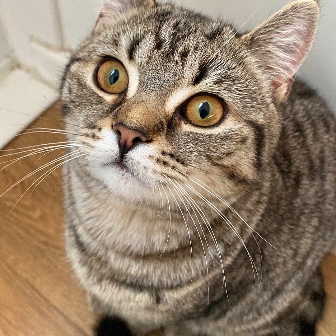 Pebbles is registered to the contest to win money with this photo: animal, cat, close_up, curious, cute, domestic_animal, ears, eyes, feline, floor, fur, indoor, looking_up, mammal, pet, striped, tabby, tail, whiskers, wooden_floor
