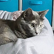 Lilou a rejoint le concours — aidez-le/la à gagner de superbes lots ! cat, gray_cat, pet, indoor, curious, feline, animal, alert, soft_surface, cushion, storage_bins, blue, resting, close_up, whiskers, ears, eyes, home, cozy, domestic