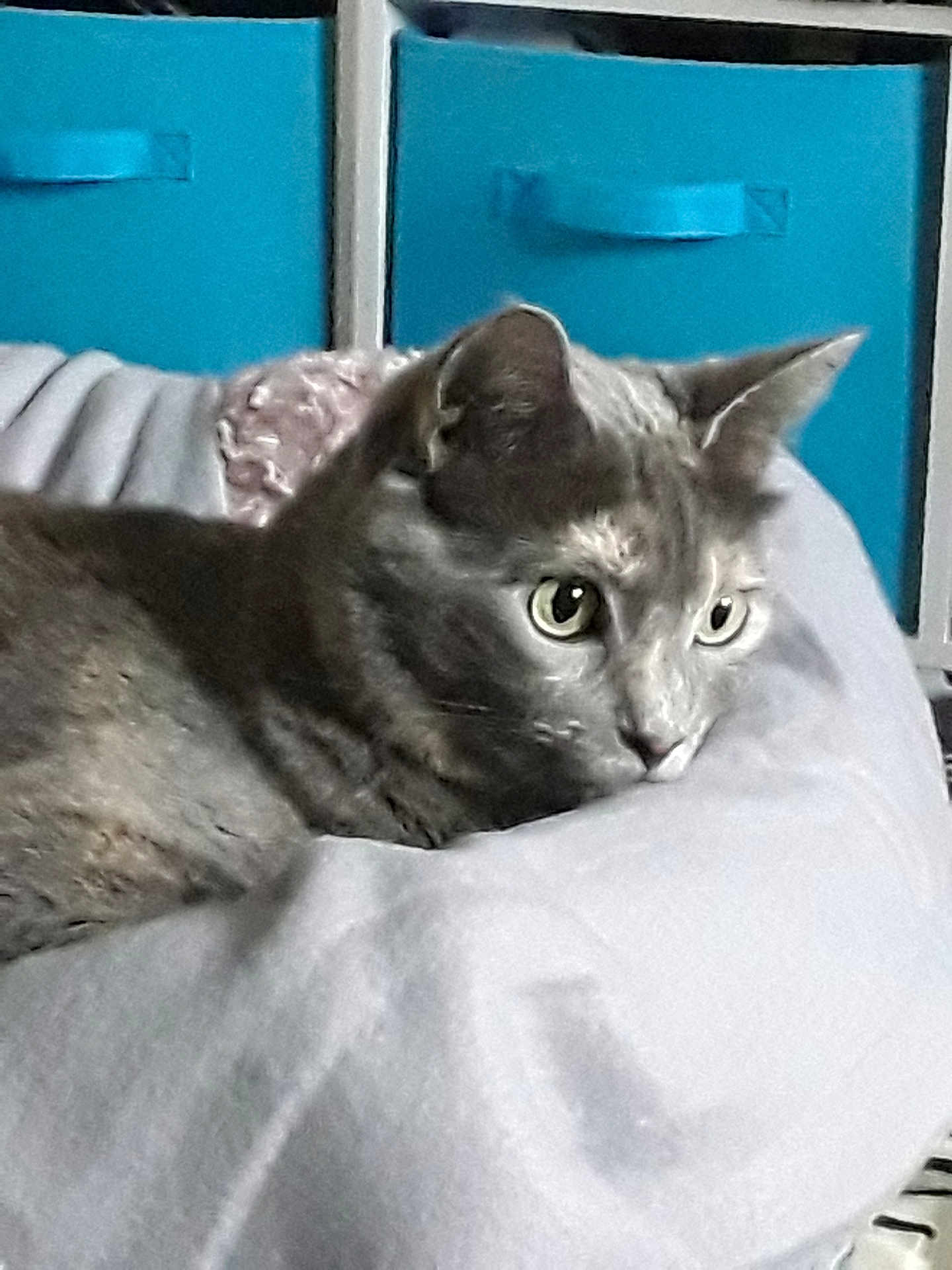 Lilou a rejoint le concours — aidez-le/la à gagner de superbes lots ! cat, gray_cat, pet, indoor, curious, feline, animal, alert, soft_surface, cushion, storage_bins, blue, resting, close_up, whiskers, ears, eyes, home, cozy, domestic