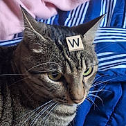 Diésel participe au concours pour gagner de l'argent avec cette photo : animal, blanket, blue_blanket, cat, closeup, cute, domestic_animal, ears, face, fur, green_eyes, indoor, letter_w, pet, pink_blanket, relaxed, scrabble_tile, striped_blanket, tabby_cat, whiskers