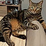 alert, cat, close_up, curious, cushion, domestic_animal, feline, fur, green_eyes, home, indoor, mammal, paw, pet, relaxed, striped_fur, tabby_cat, table, whiskers, wooden_surface