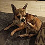 animal, blanket, brown_dog, chihuahua, companion, cushion, cute, dog, domestic_pet, ears, floor, fur, indoor, lying_down, paw, pet, raised_leg, resting, small_dog, tile_floor