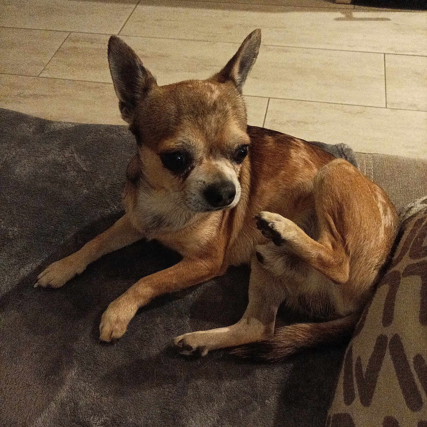 Teddy participe au concours pour gagner de l'argent avec cette photo : animal, blanket, brown_dog, chihuahua, companion, cushion, cute, dog, domestic_pet, ears, floor, fur, indoor, lying_down, paw, pet, raised_leg, resting, small_dog, tile_floor