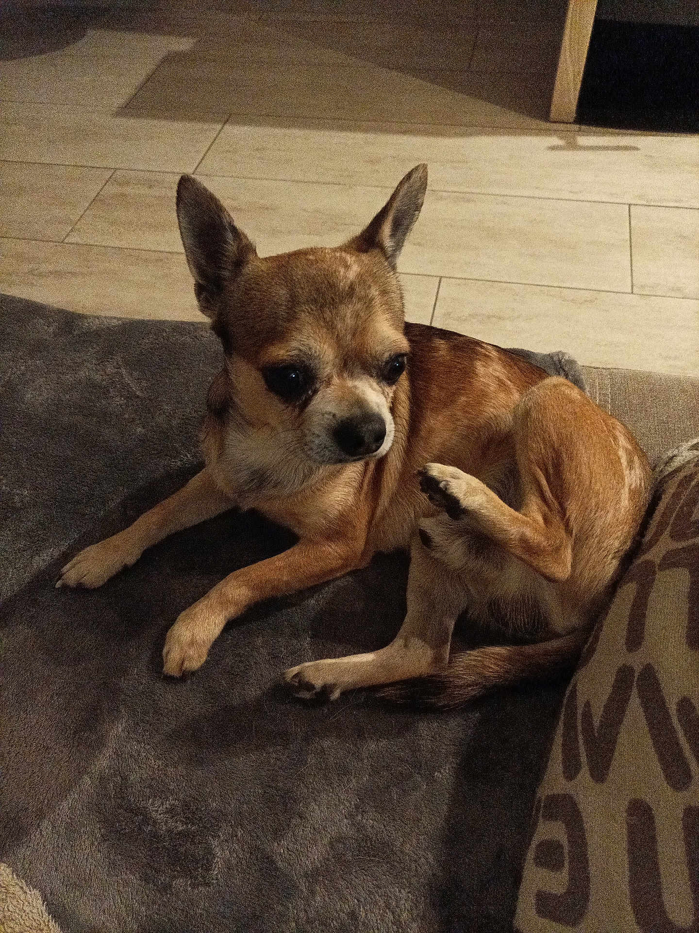 Teddy participe au concours pour gagner de l'argent avec cette photo : dog, chihuahua, small_dog, brown_dog, pet, indoor, blanket, floor, tile_floor, cushion, resting, lying_down, raised_leg, cute, animal, fur, paw, ears, companion, domestic_pet