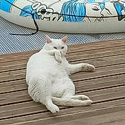 Filou a rejoint le concours — aidez-le/la à gagner de superbes lots ! cat, white_cat, wooden_deck, inflatable_pool, relaxed, paw, outdoor, pet, animal, feline, summer, resting, fluffy, cute, domestic_animal, playful, blue, white, texture, casual