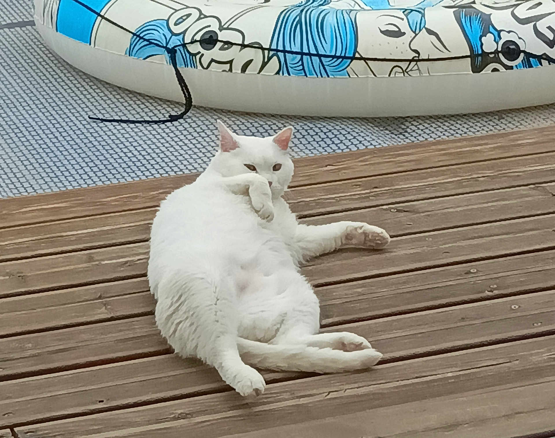 Filou a rejoint le concours — aidez-le/la à gagner de superbes lots ! cat, white_cat, wooden_deck, inflatable_pool, relaxed, paw, outdoor, pet, animal, feline, summer, resting, fluffy, cute, domestic_animal, playful, blue, white, texture, casual