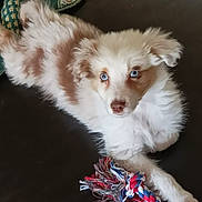Nala participe au concours pour gagner de l'argent avec cette photo : animal, blanket, blue_eyes, brown, close_up, couch, cute, dog, domestic_animal, fluffy, fur, indoor, lying_down, pet, playful, puppy, resting, rope_toy, white, young