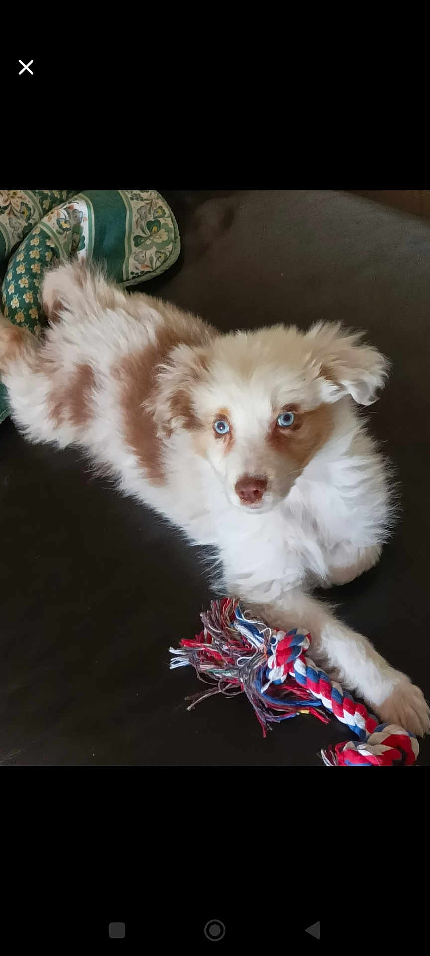 Nala