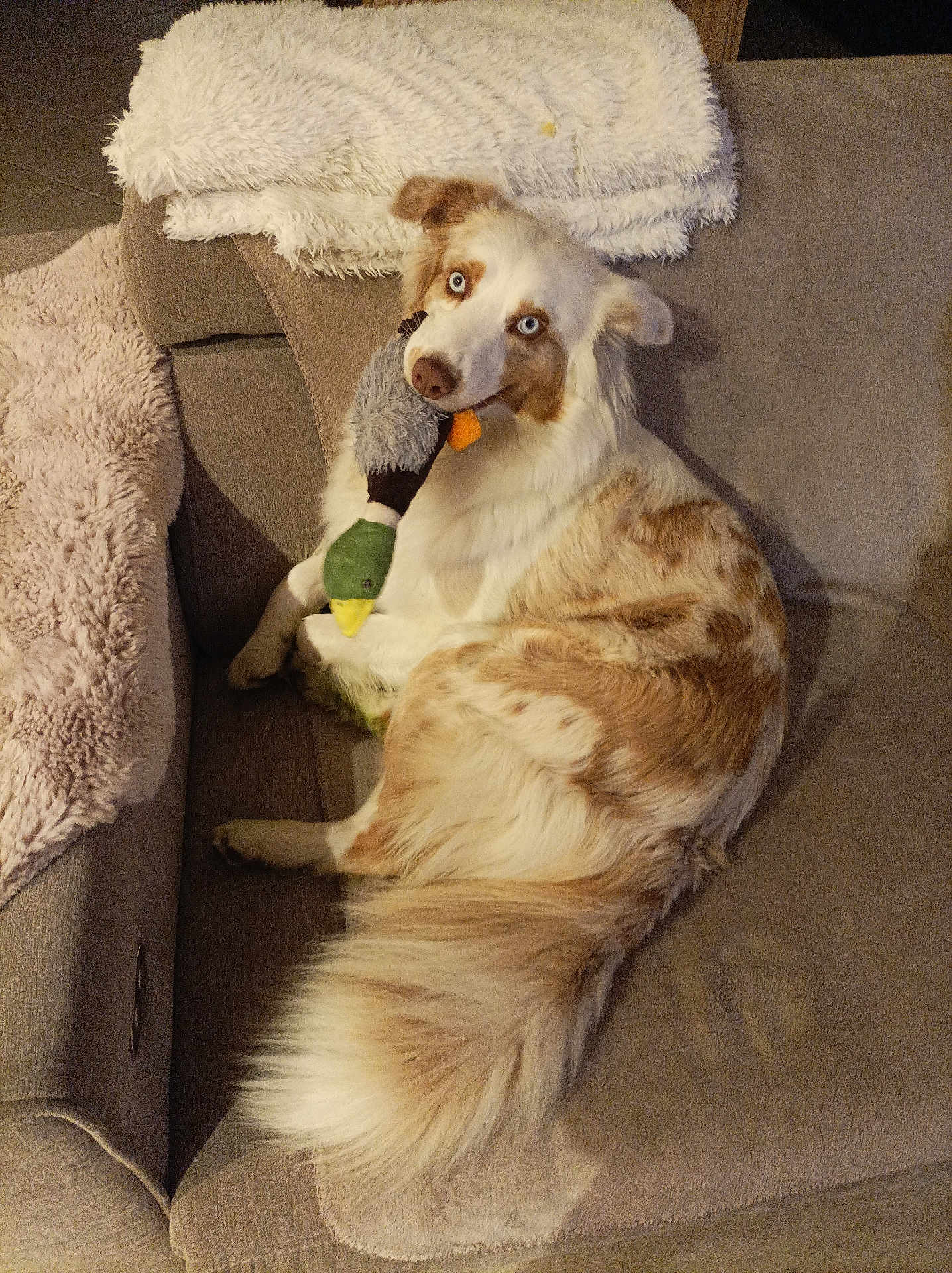 Nala