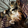 Boots is registered to the contest to win money with this photo: animal, bedding, belly_up, calico, cat, couch, cushion, ears, feline, fluffy, indoor, long_hair, lying_down, patterned_fabric, paws, pet, portrait, relaxed, tabby, whiskers