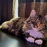 Boots joined the competition — help win amazing prizes! animal, brown, cat, curtain, dramatic_lighting, ears, feline, fluffy, gray, indoor, long_hair, pet, portrait, relaxed, tabby_cat, table, warm_light, whiskers, white_paws, window