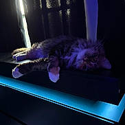 Boots joined the competition — help win amazing prizes! black_furniture, blue_lighting, cat, curtains, dark_room, dramatic_lighting, feline, fluffy_cat, green_eyes, indoors, long_hair, lying_down, paws, pet, portrait, purple_lighting, relaxed, shelf, upside_down, whiskers