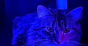 Boots joined the competition — help win amazing prizes! animal, blue_lighting, cat, centered_composition, closeup, dark_background, dramatic_lighting, ears, eyes, feline, fluffy, fur, indoor, longhaired, moody, nose, pet, photography, portrait, whiskers