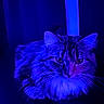 animal, blue_lighting, cat, centered_composition, closeup, dark_background, dramatic_lighting, ears, eyes, feline, fluffy, fur, indoor, longhaired, moody, nose, pet, photography, portrait, whiskers